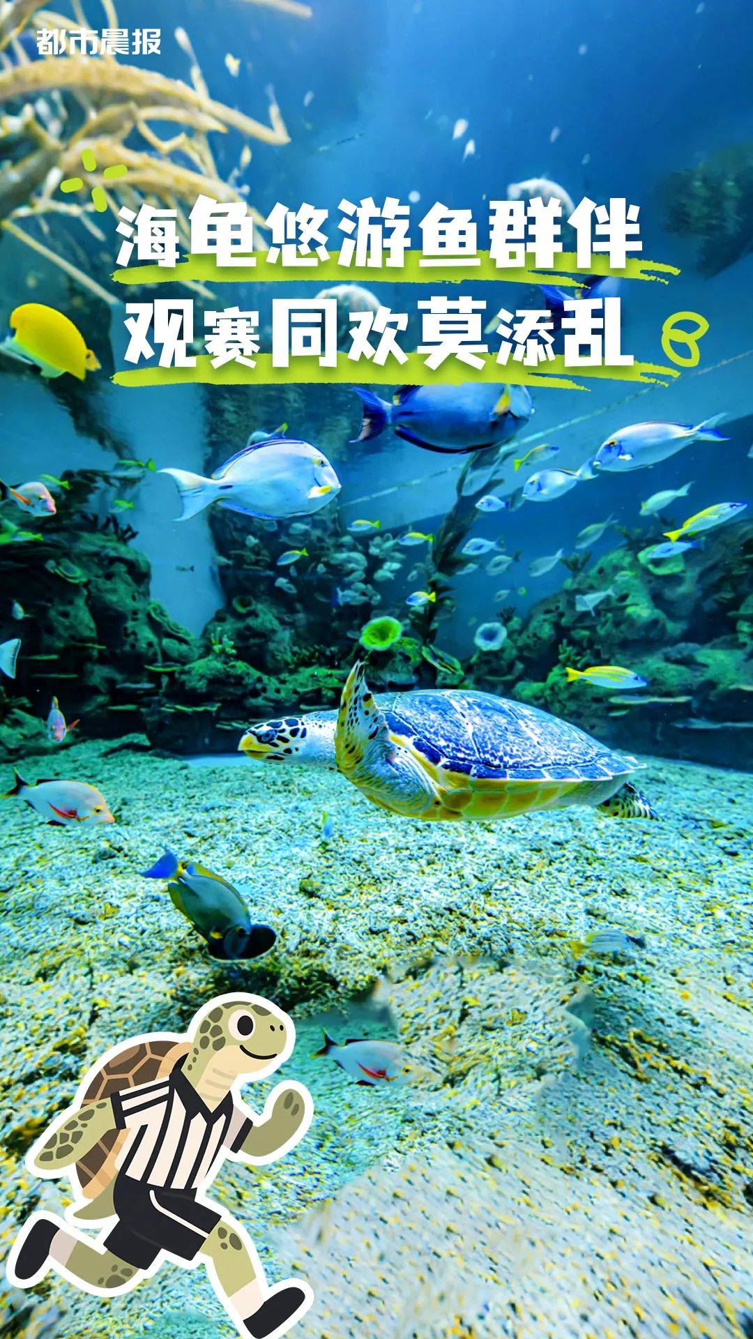 苏超“裁判团”申请出战！
